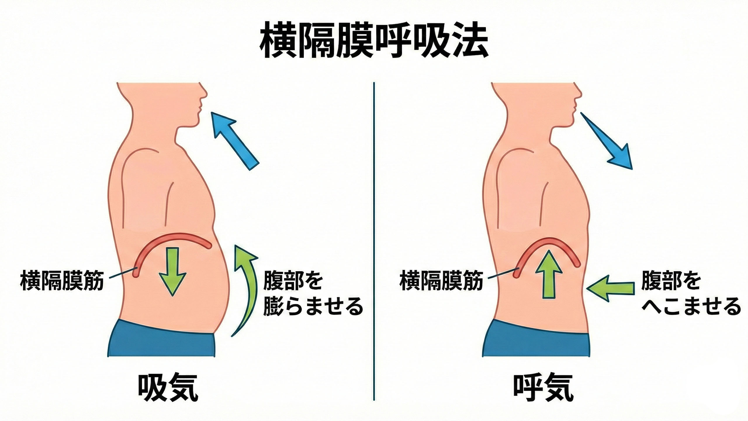 横隔膜呼吸テクニックのイラスト