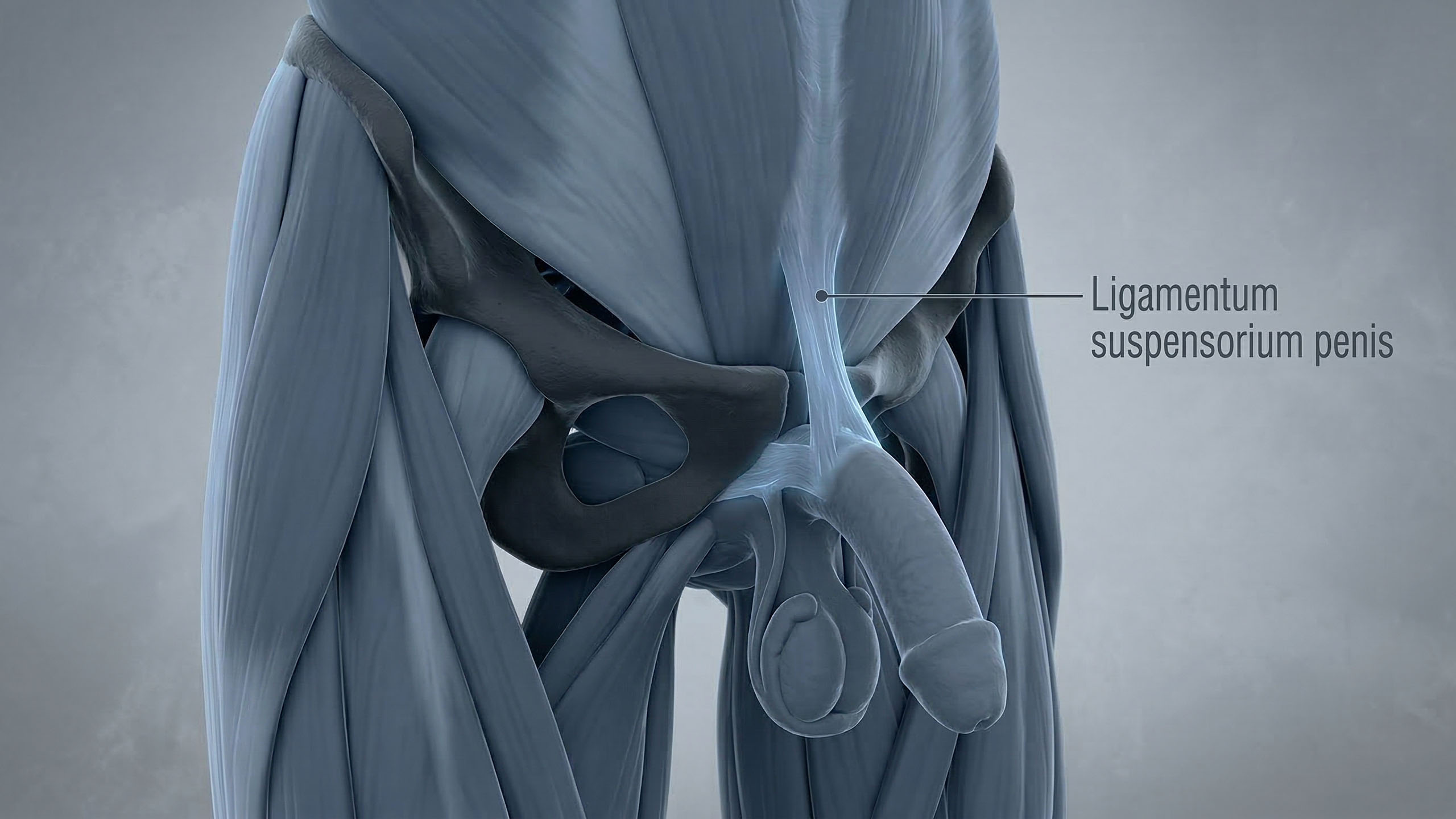 3D-medizinische Illustration des männlichen Suspensoriums und der Schambeinfuge.