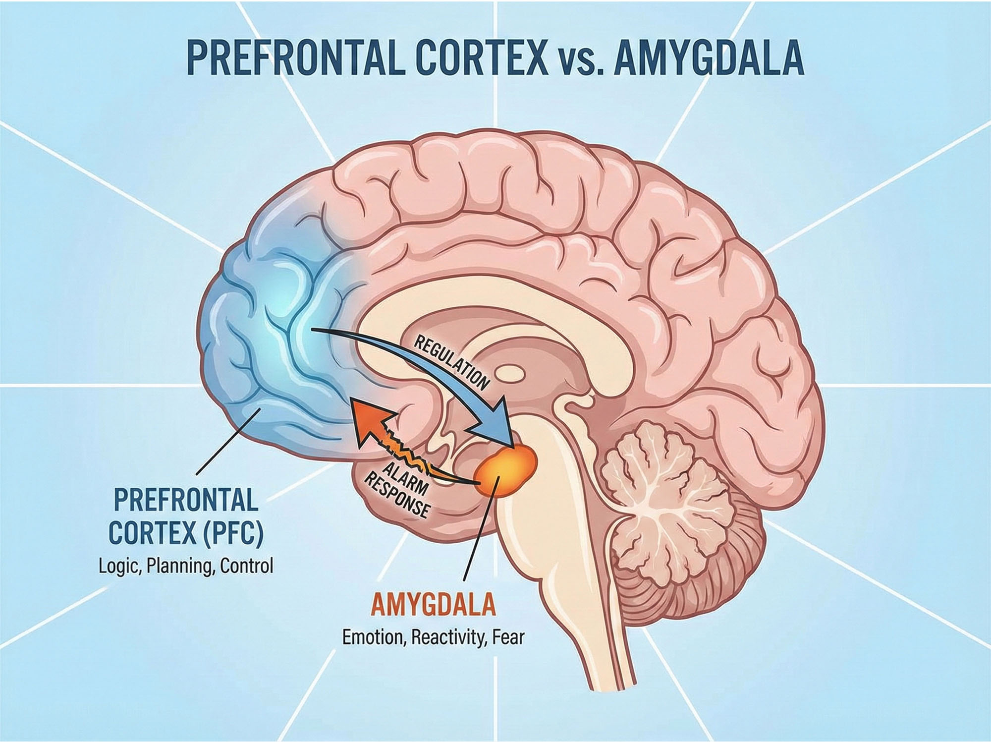 Illustration of the prefrontal cortex vs the amygdala