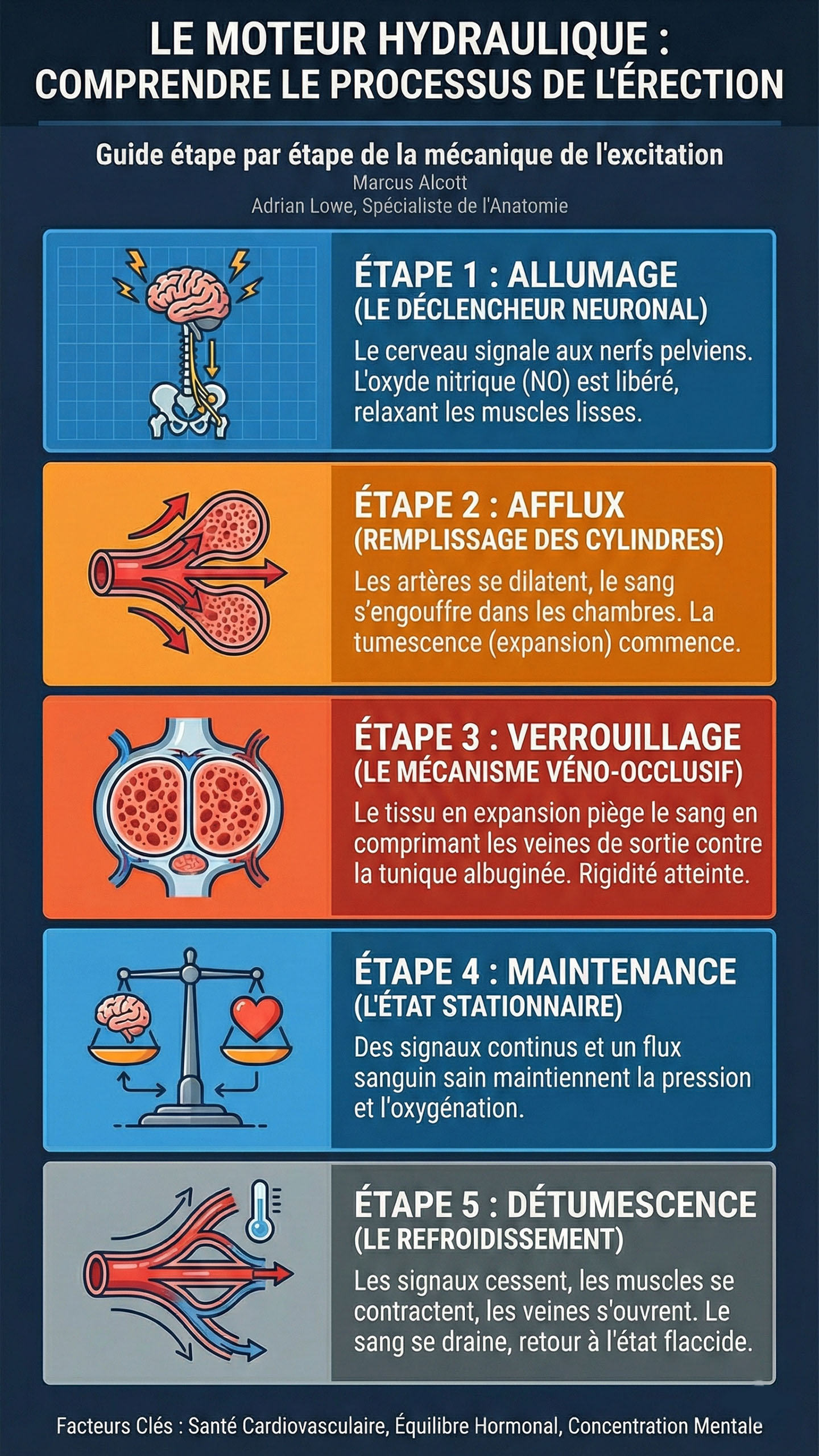 Le Moteur Hydraulique : Comprendre le processus de l’érection.