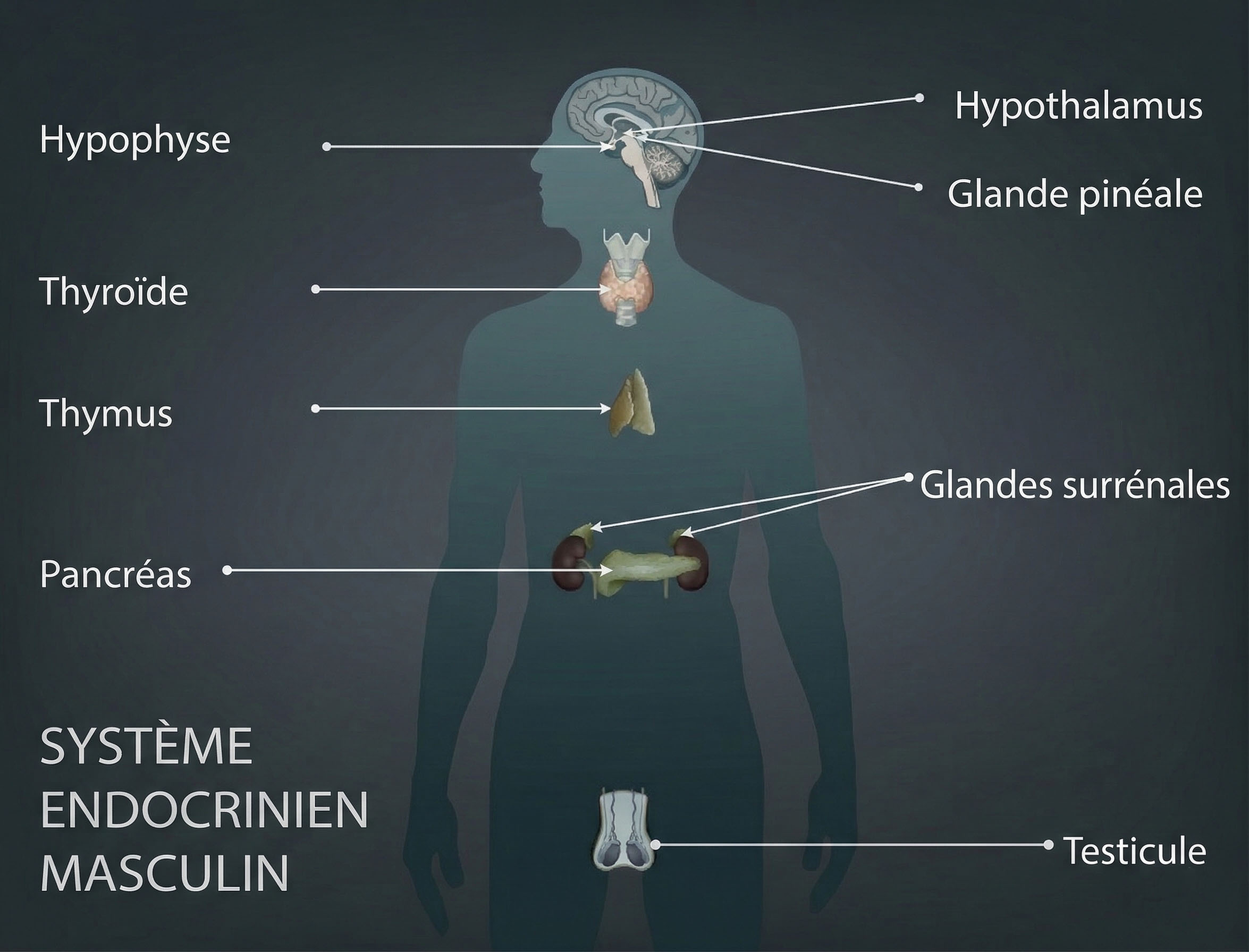 Le système endocrinien masculin