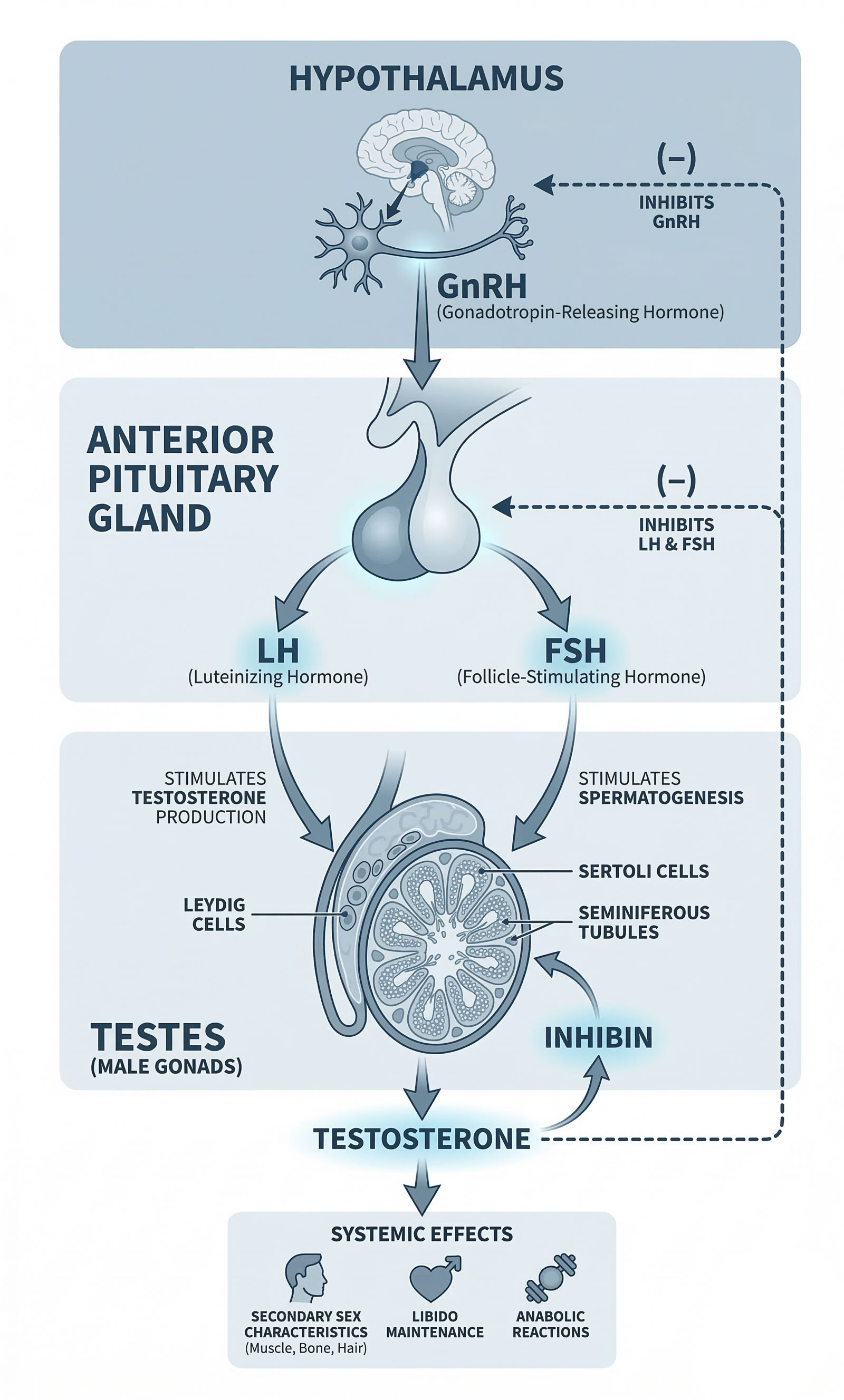 Infographic HPG axis hypothalamus pituitary testes hormone cascade.