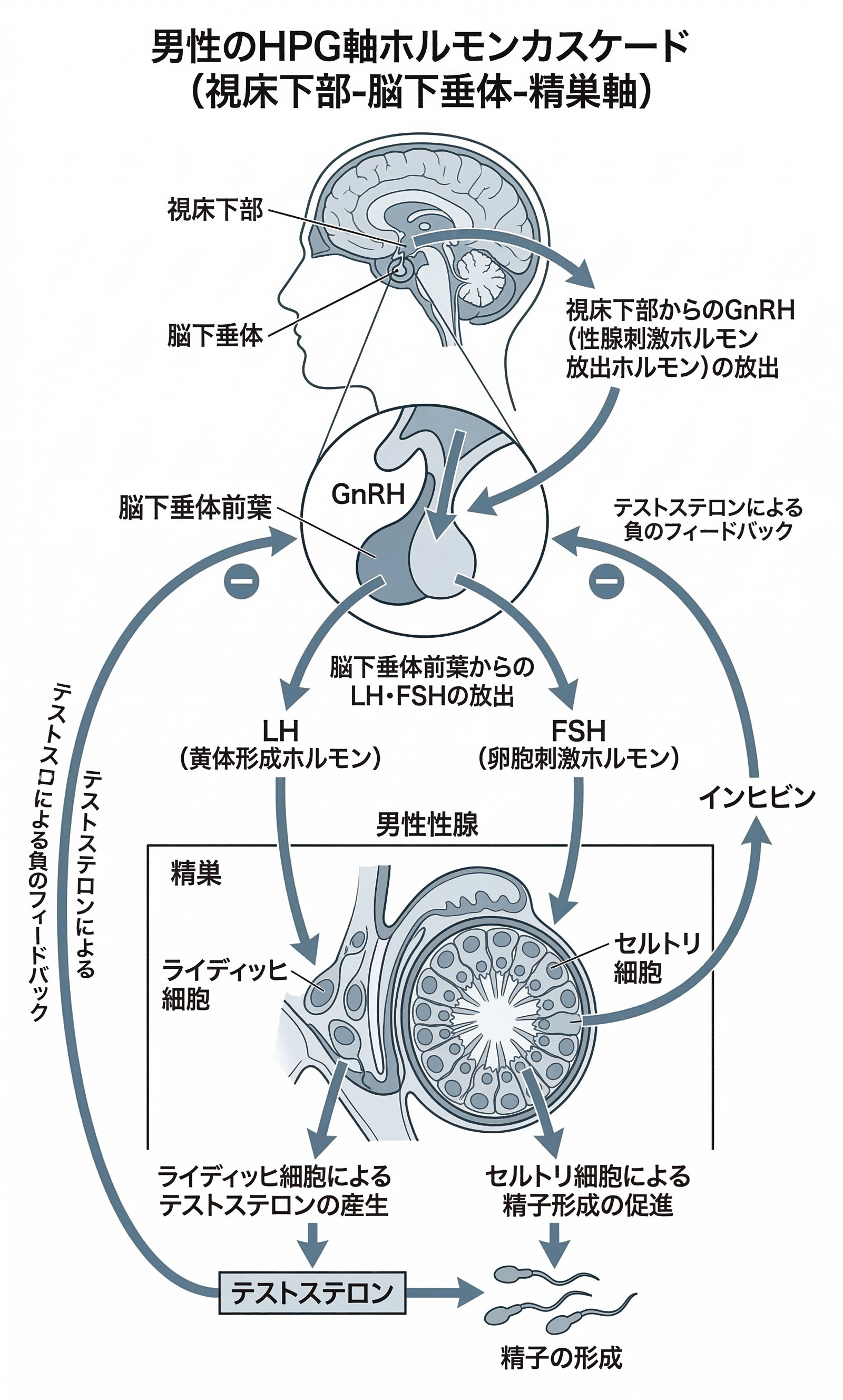 HPG軸のインフォグラフィック：視床下部、下垂体、精巣のホルモン連鎖