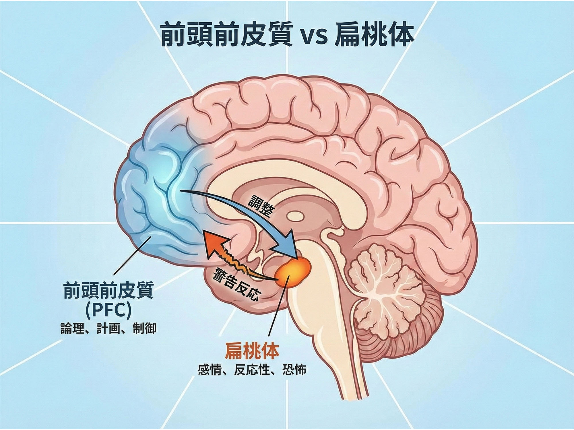 前頭前野 vs 扁桃体のイラスト