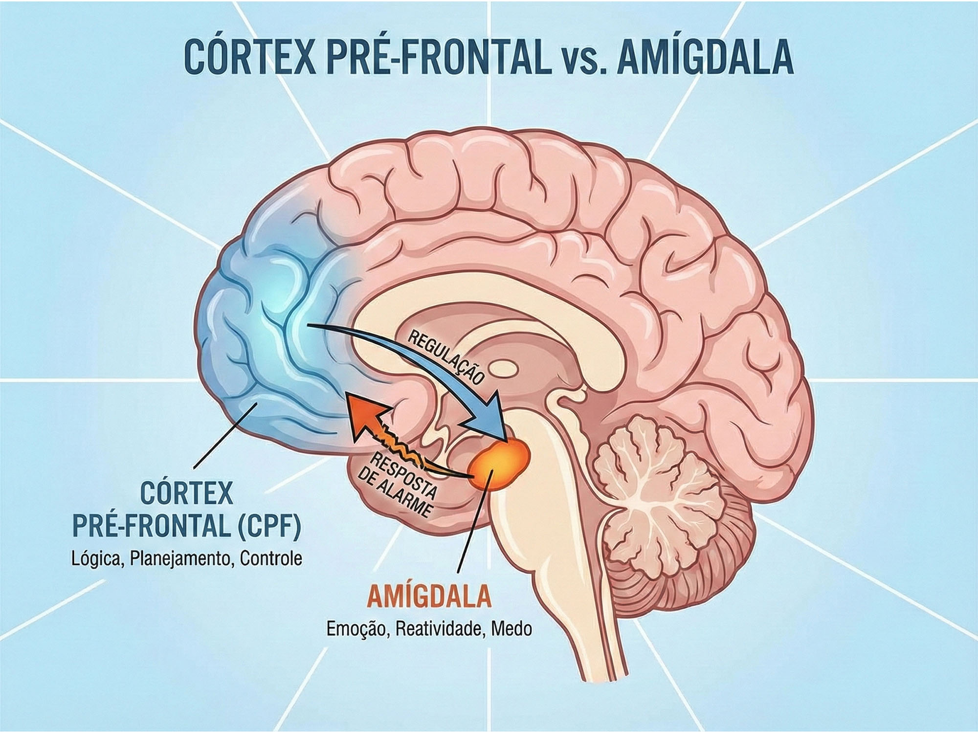 Ilustração do córtex pré-frontal vs a amígdala
