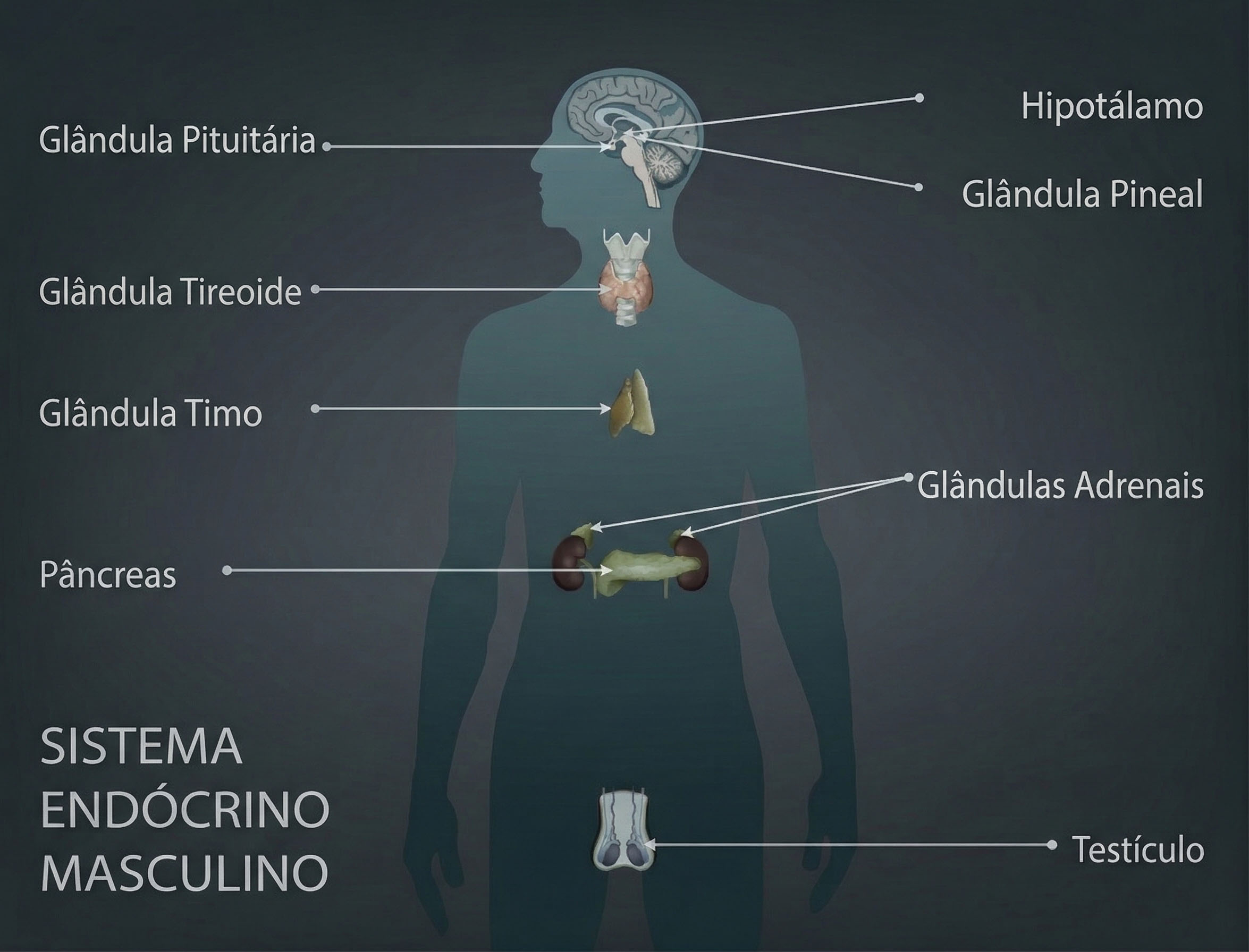 O sistema endócrino masculino humano