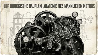 Illustration im technischen Bauplanstil der männlichen physiologischen Strukturen.