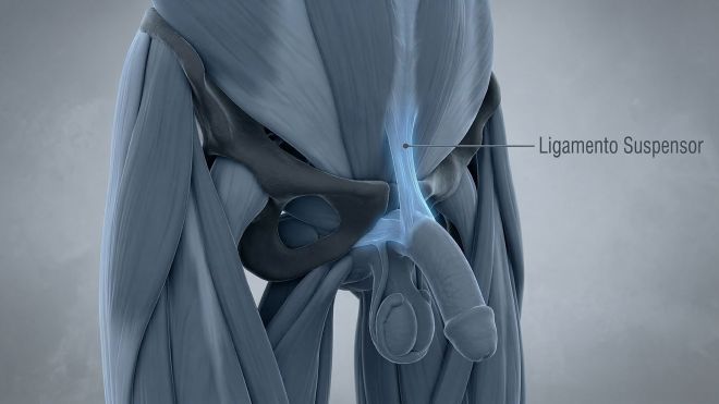 Ilustração médica 3D do ligamento suspensor masculino e da sínfise púbica.