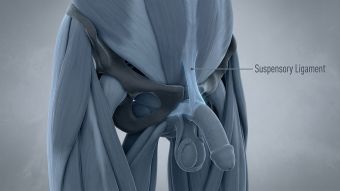 3D medical illustration of the male suspensory ligament and pubic symphysis.