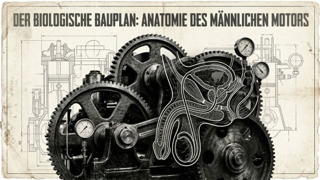 Illustration im technischen Bauplanstil der männlichen physiologischen Strukturen.