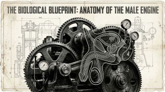 Technical blueprint style illustration of male physiological structures.
