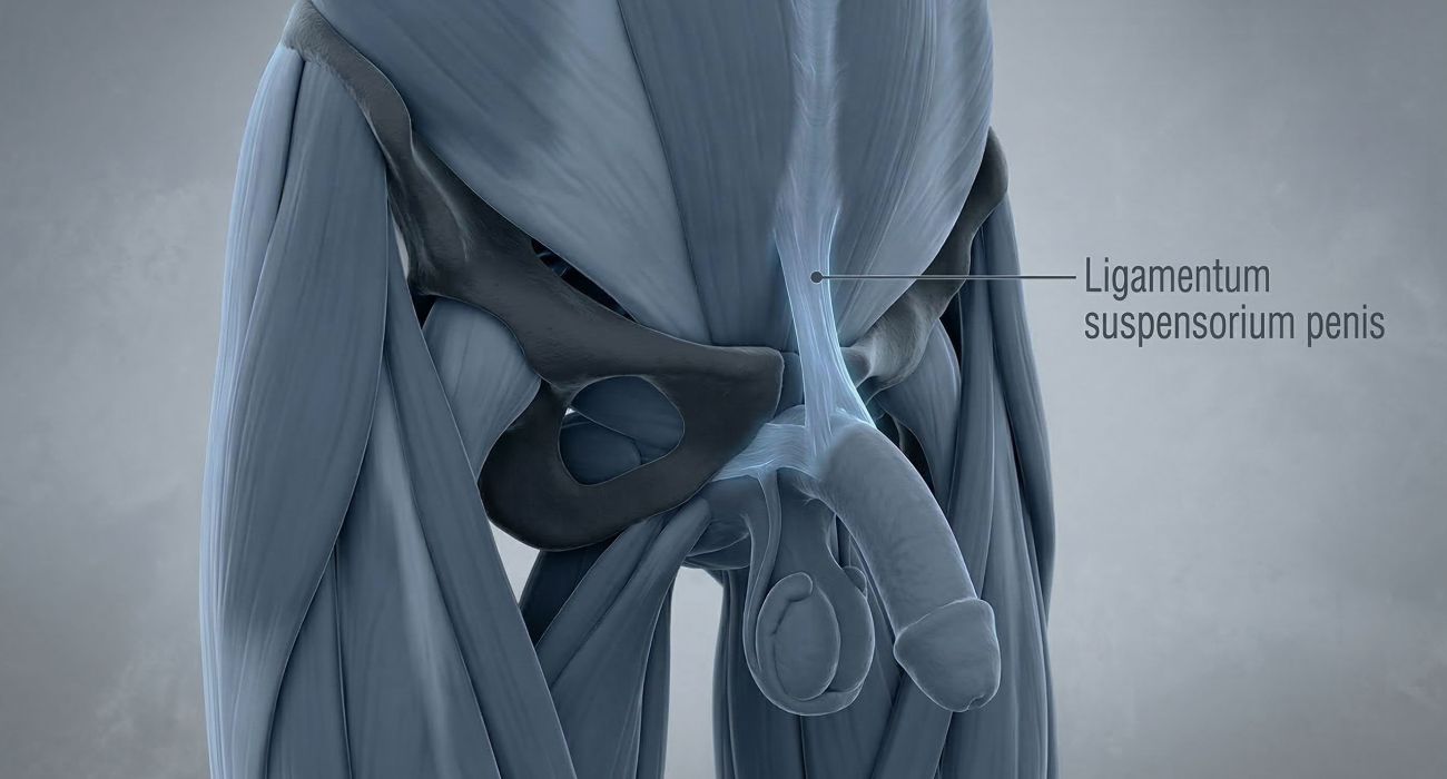 3D-medizinische Illustration des männlichen Suspensoriums und der Schambeinfuge.