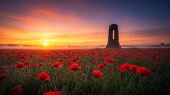 Amanecer sobre un campo de amapolas con la silueta de un memorial